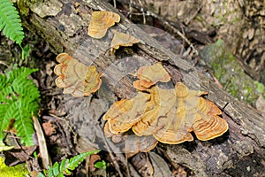 Deep jungle of Southeast Asia with dense vegetation