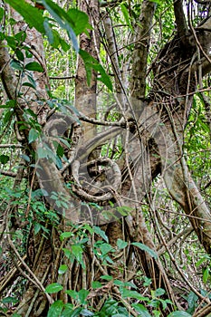 Deep jungle of Southeast Asia with dense vegetation photo