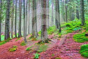 The deep larch forest, Mount Hoverla, Carpathians, Ukraine