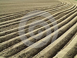 Deep long furrows of large potato field