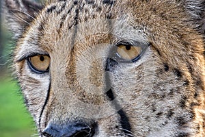 Deep Look, Cheetah, Acinonyx jubatus, Guepard