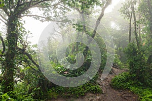 Profondo esuberante nebbioso foresta pluviale 