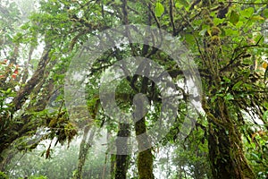 Profondo esuberante nebbioso foresta pluviale 