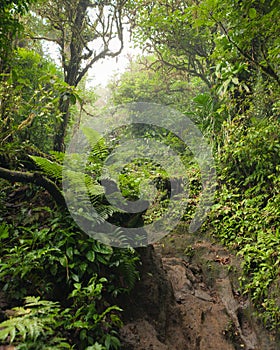 Profondo esuberante nebbioso foresta pluviale 