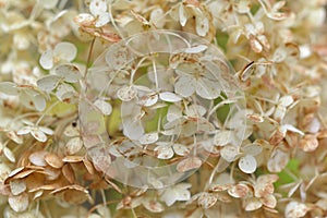 Deep macro of a smooth Hydrangea arborescens white flowers at summer garden