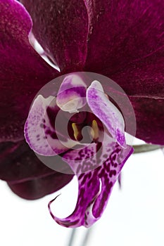 The deep maroon Phalaenopsis Orhid