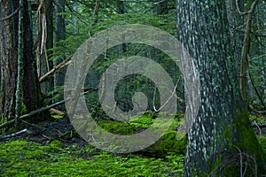 Deep Montana Forest