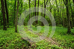 Deep moss fores with plants photo