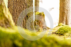 deep mossy green forground and tree trunks of summer forest behind