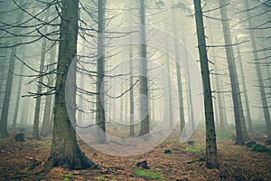 Deep mountain forest in dense fog