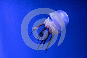 Deep ocean tropic jellyfish. Exotic creatures hiding in the depths