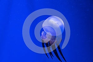 Deep ocean tropic jellyfish. Exotic creatures hiding in the depths