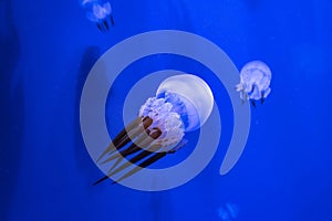 Deep ocean tropic jellyfish. Exotic creatures hiding in the depths