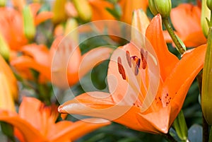 Deep orange asiatic lily