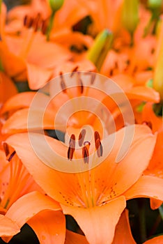 Deep orange asiatic lily