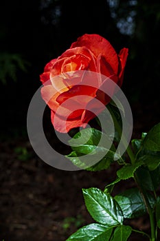 Deep Orange Colored Rose on Bush