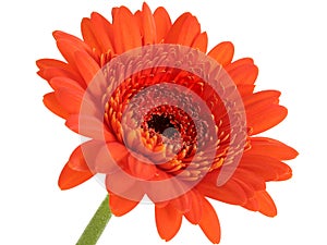 Deep Orange Gerber Daisy Focus In Center