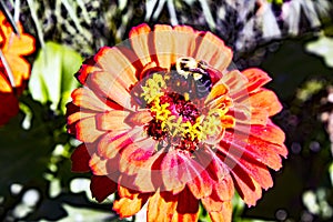Deep orange petal flower in sunshine with bumble bee collecting necter photo