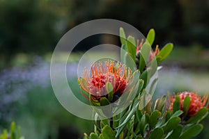 Deep orange pinchusion protea`s in spring
