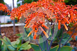 Deep orange rangy plant in the garden with lush green leaves