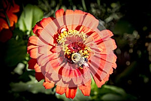 Deep orange. yellow petal flower in sunshine with bumble bee collecting necter