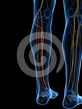 The Deep Peroneal Nerve