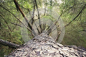 Deep perspective of fallen tree in misty forest.
