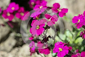 Deep pink Aubretia flowers, Aubrieta Gloria, flowering in a summer rock garden, close-up view photo