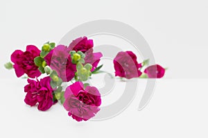 Deep pink carnations laying down