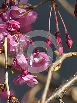 Deep Pink Colored Weeping Cherry Tree Buds and Blossoms in Spring