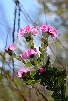 Deep pink flowers of the Australian Native Rose, Boronia serrulata, family Rutaceae photo