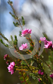 Deep pink flowers of the Australian Native Rose, Boronia serrulata, family Rutaceae photo