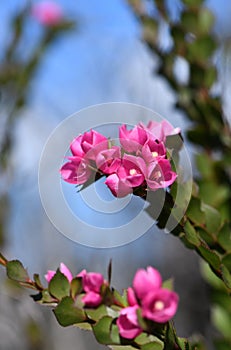 Deep pink flowers of the Australian Native Rose, Boronia serrulata, family Rutaceae