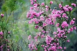 Australian Native Rose, Boronia serrulata