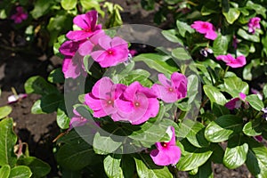 Deep pink flowers of Catharanthus roseus