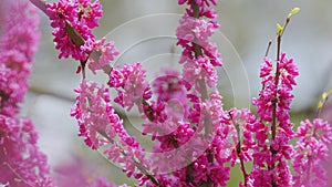Deep Pink Flowers Of Judas Tree. Pink Pea Shaped Flower Clusters During Summer Season. Close up.