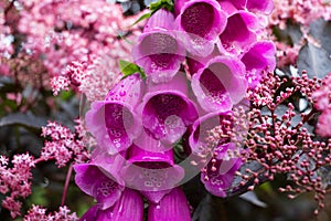 Deep pink foxglove flower in full bloom, surrounded by sambucus nigra, black elder with dark coloured leaves and pink flowers.