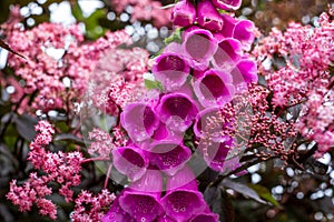 Deep pink foxglove flower in full bloom, surrounded by sambucus nigra, black elder plant with dark leaves and light pink flowers.