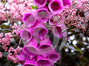 Deep pink foxglove flower in full bloom, surrounded by sambucus nigra, black elder plant with dark leaves and light pink flowers.