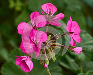 Deep pink geranium flowers closeup