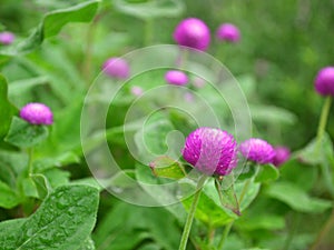 Pink Flowers With Green Nature Background