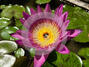 Deep pink lotus water lily flower