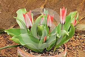 Deep Pink Miniature Tulips