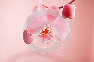 Deep pink orchid in the garden