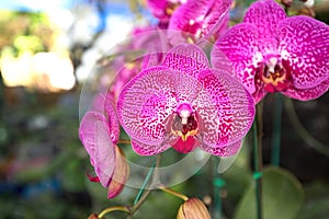 Deep Pink Orchids in Bangkok, Thailand