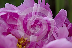 Deep Pink Petals of a Peony Flower Create an Abstract Pattern Of Complexity and Beauty