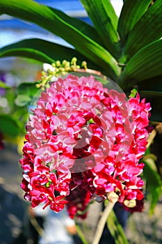 Deep Pink Rhynchostylis Orchid