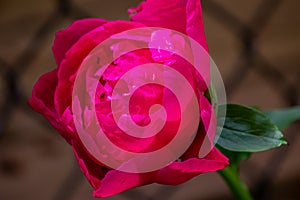 A deep pink rose in full bloom in a garden