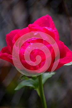 A deep pink rose in full bloom in a garden