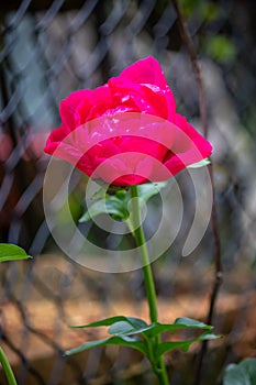 A deep pink rose in full bloom in a garden